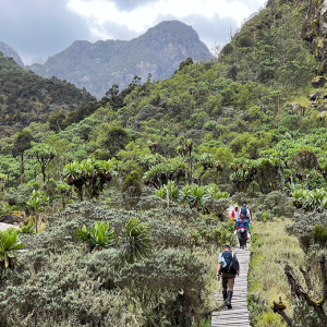 Rwenzori Mountains 4 days 