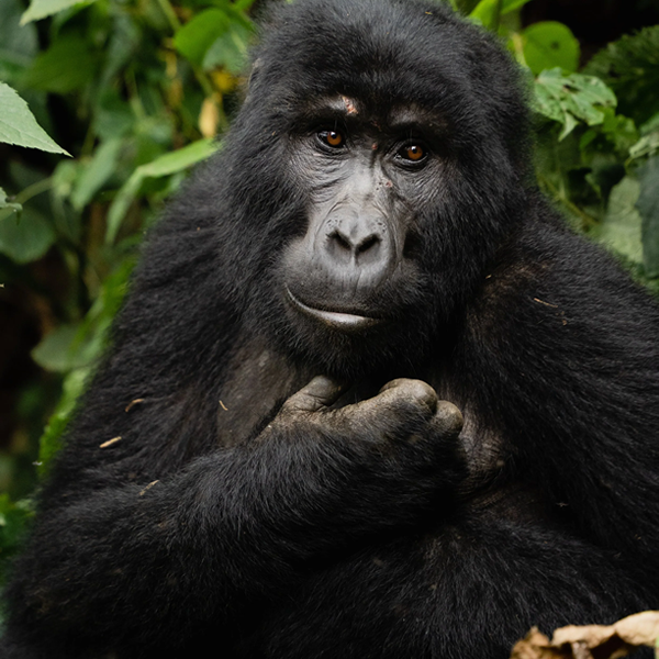 Bwindi Impenetrable National Park