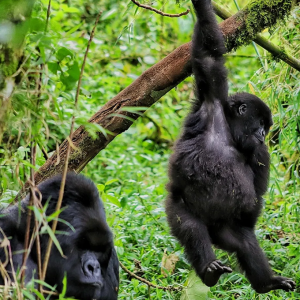 Uganda Gorilla Trekking 