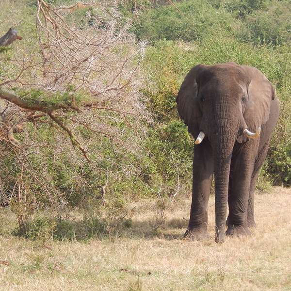 Murchison Falls National Park