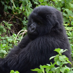 Mountain Gorilla trekking
