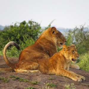 Big Five watching in Queen Elizabeth National Park